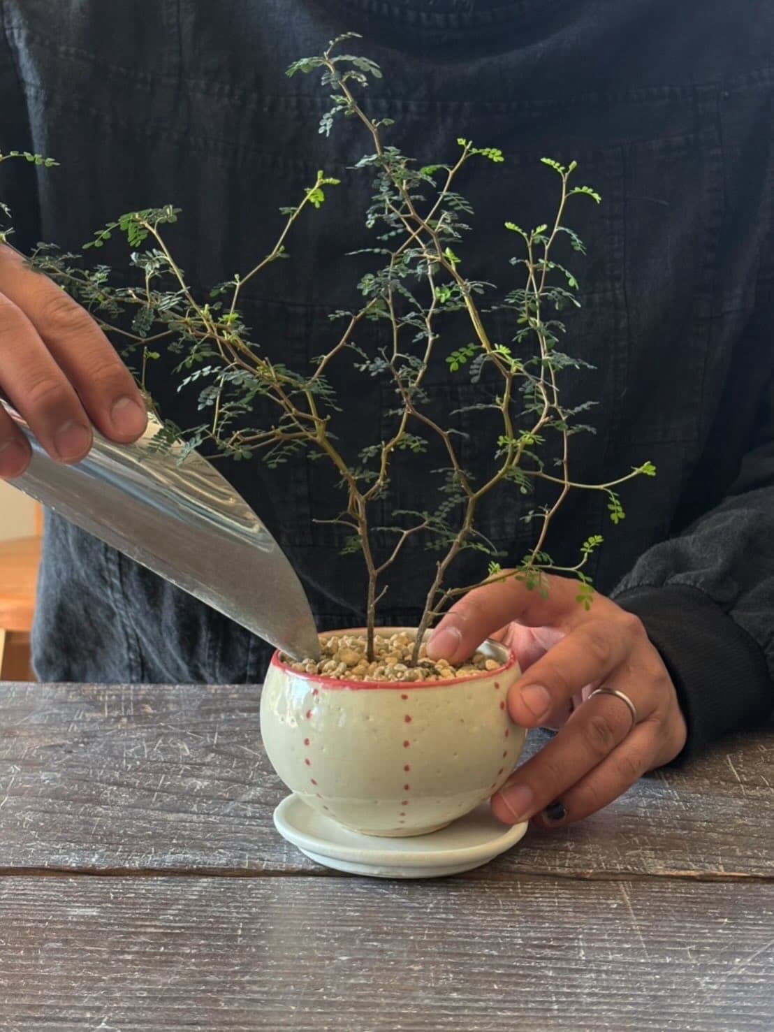綴-つづるひ kousha × minari 陶器と植物ワークショップ