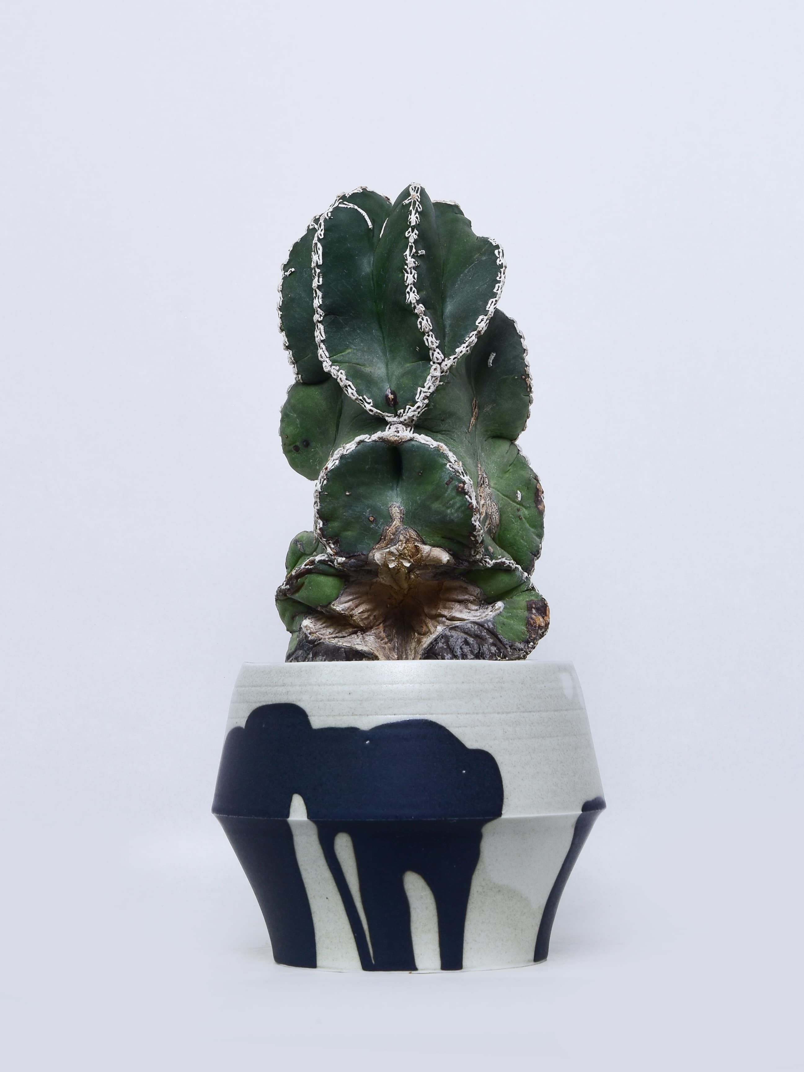 Plants Draped in Light: Kusamura and Naotsugu Yoshida