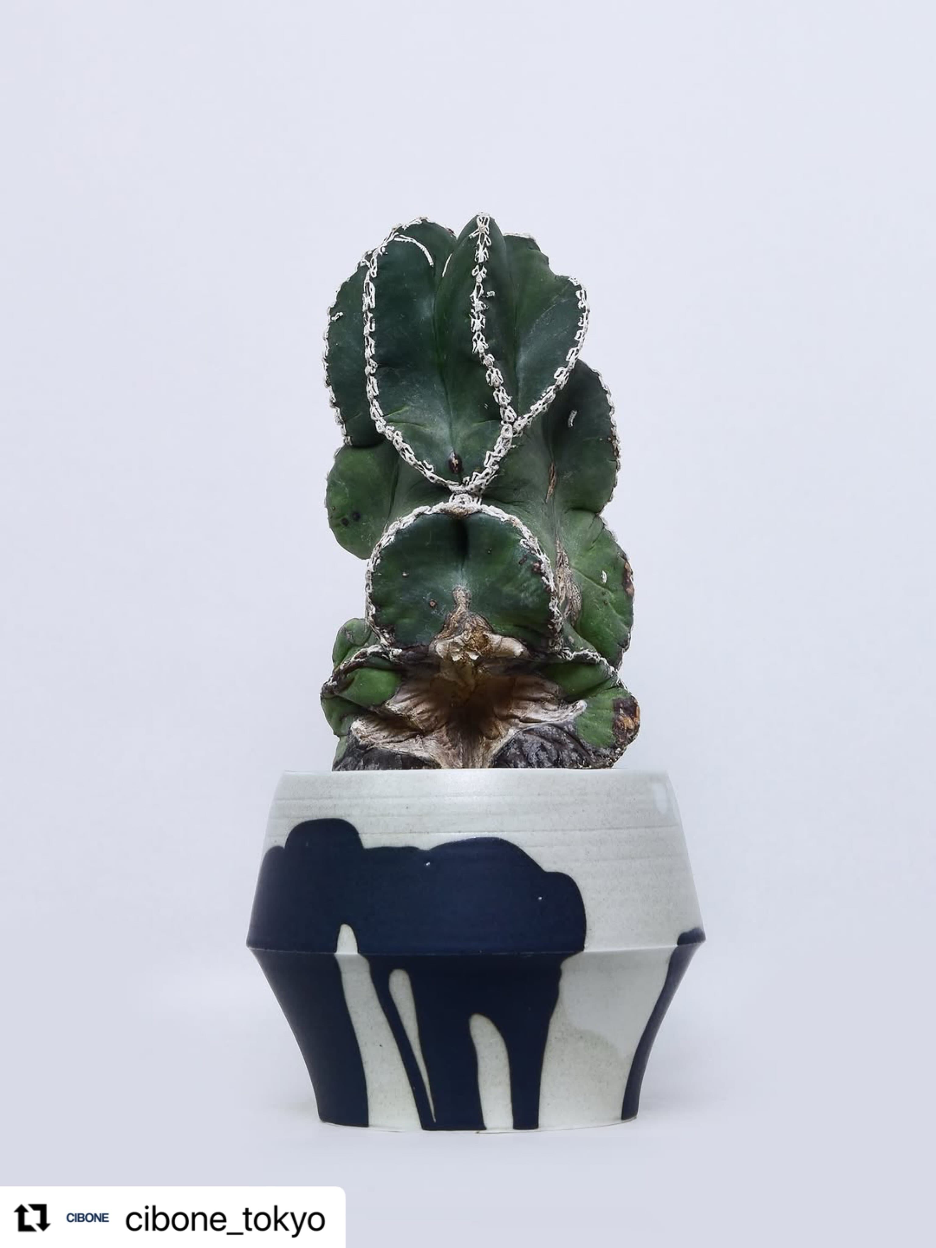Plants Draped in Light: Kusamura and Naotsugu Yoshida