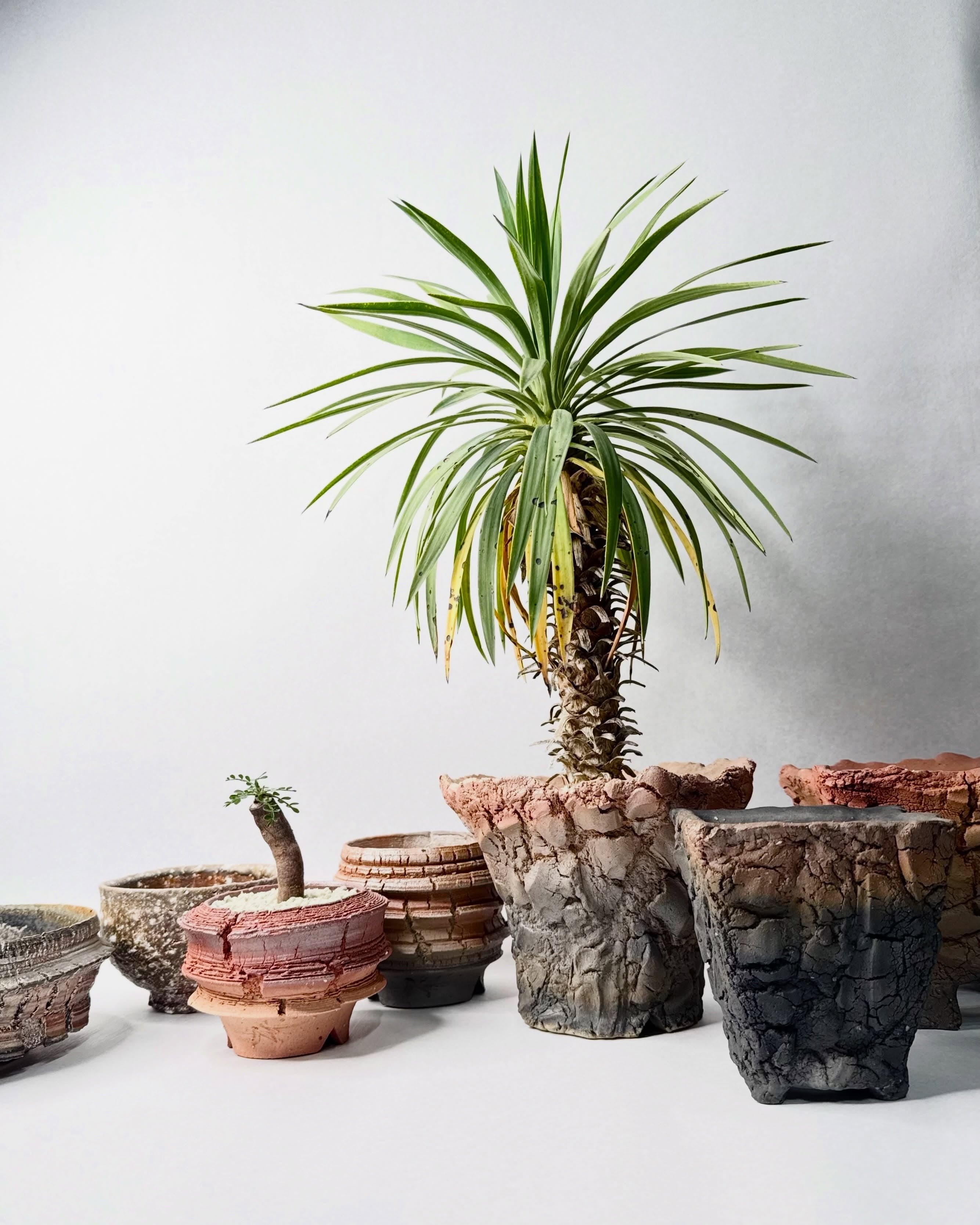 PLANTS · POTTERY · SOIL