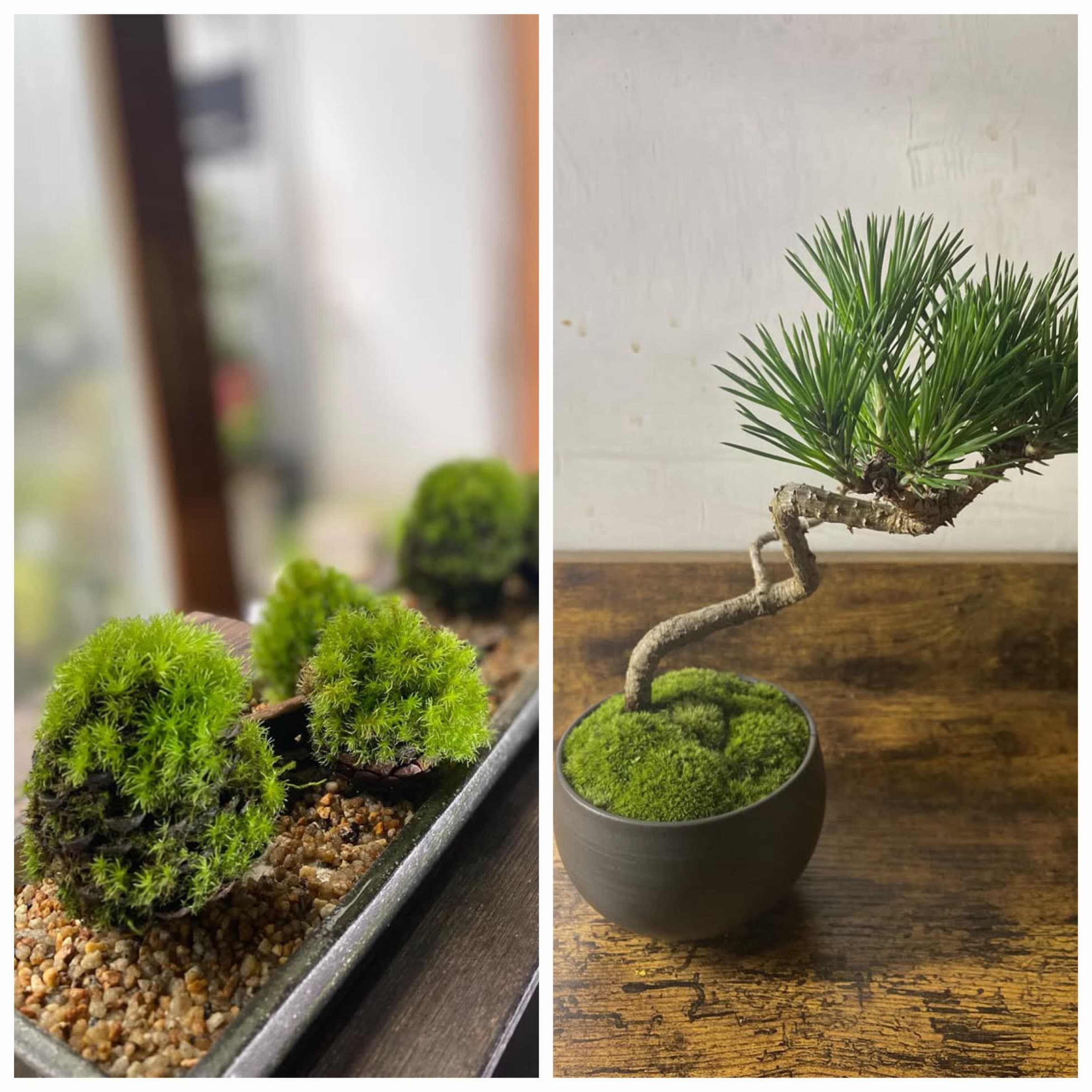 Shin/Atsuko Anzai + Hinpin (Bonsai) Exhibition
