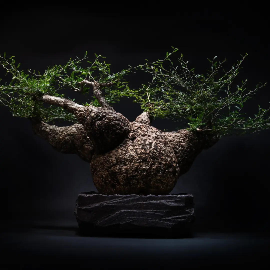 Kazuki Murase Solo Exhibition