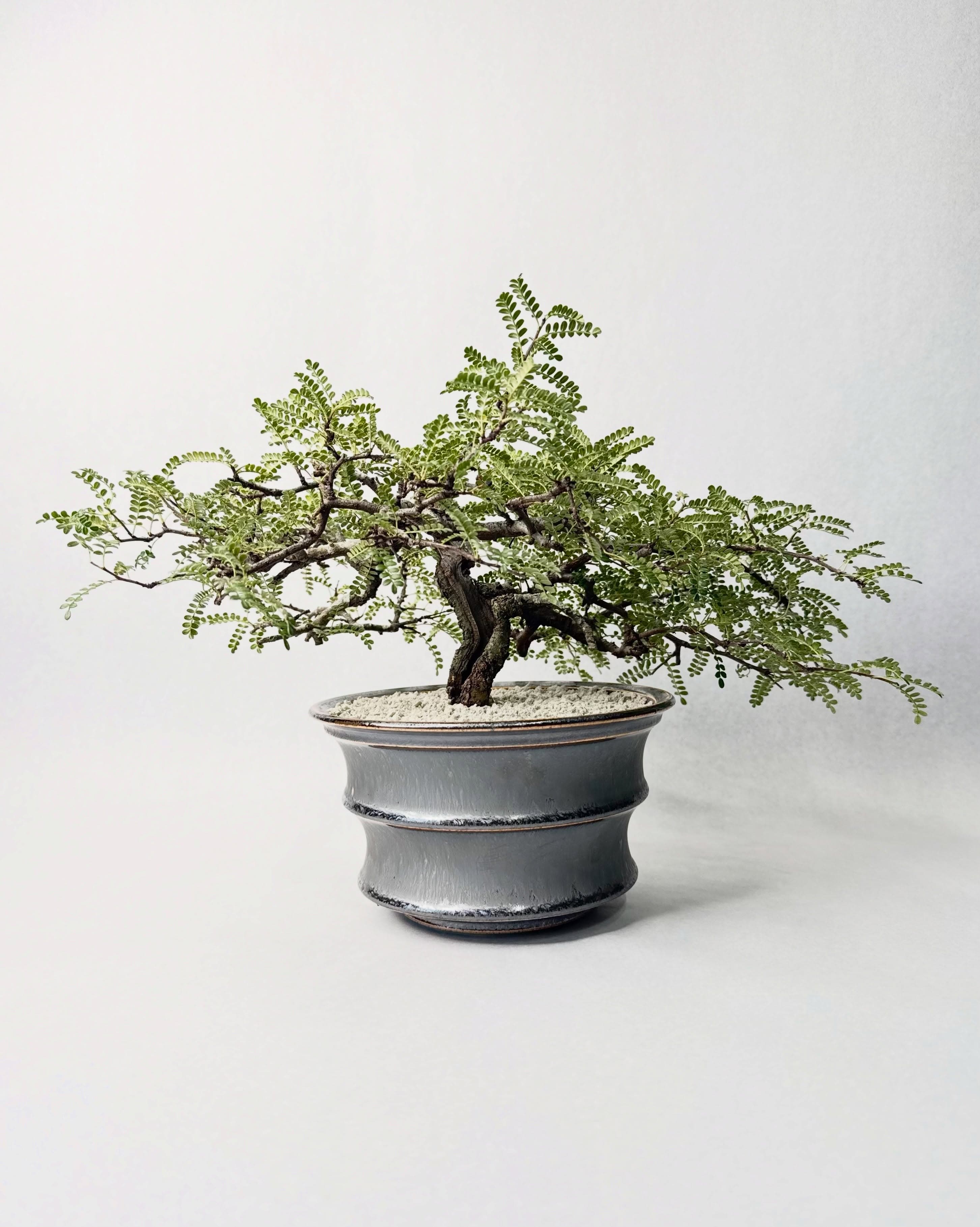 Tomoharu Nakagawa Solo Exhibition